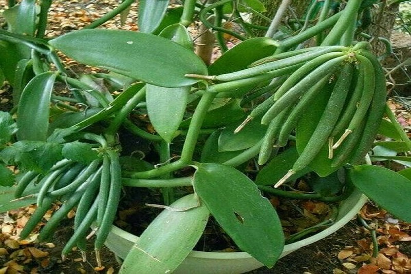 Tidak Hanya Memberi Rasa Dan Aroma, Ternyata Vanili Memiliki Manfaat Bagi Kesehatan