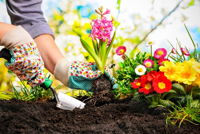 Manfaat Mengagumkan Berkebun untuk Kesehatan Mental
