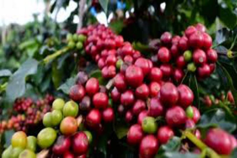Studi Menunjukkan Dampak Pemanasan Global Terhadap Produksi Kopi