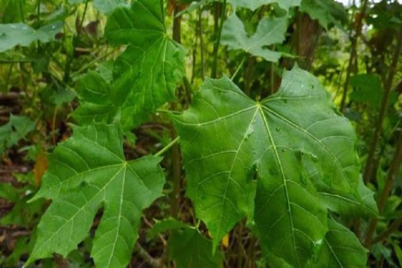 Lezat! Lalapan Chaya Super Manis, patut dicoba!