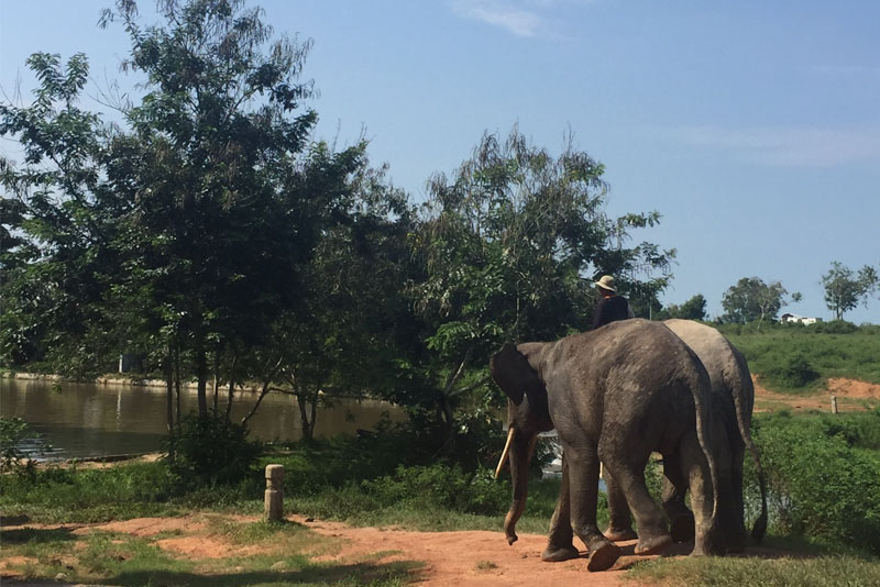 Mau Naik Gajah? Yuk ke Way Kambas!