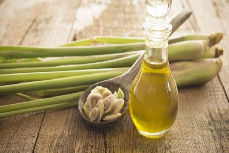 Tanaman Herbal Serai Wangi untuk Pereda Nyeri  