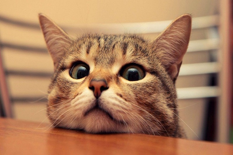 5 Keunikan yang di Miliki Kucing