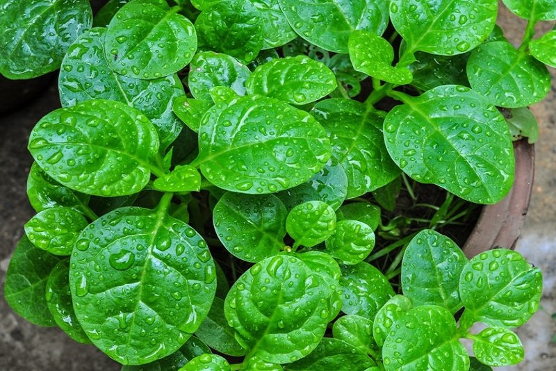 Daun Binahong yang Sarat akan Manfaatnya