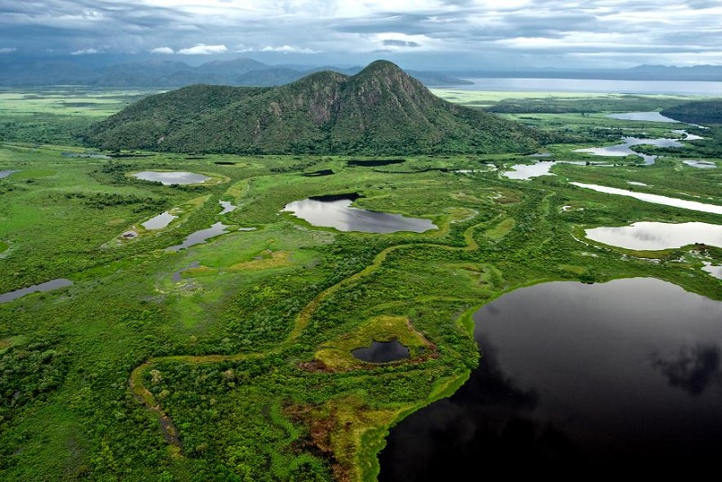 Mengenal Hutan Pantanal, Hutan dengan Kekayaan Fauna Terlengkap