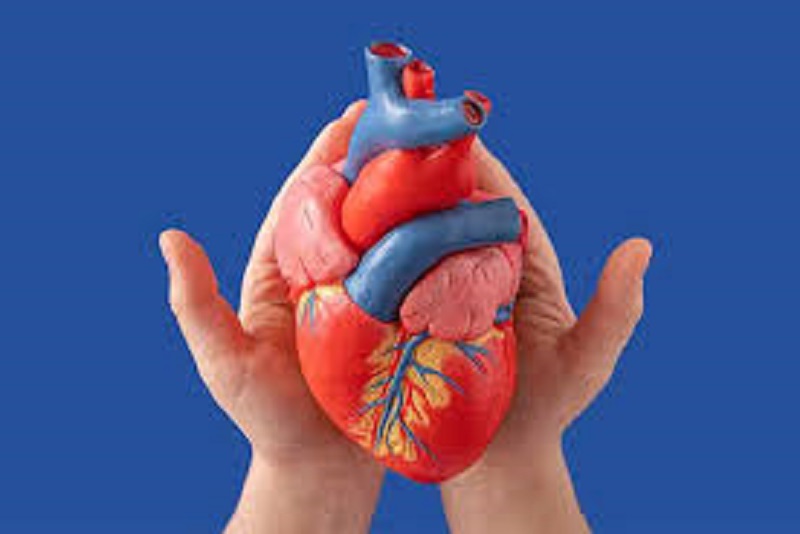 Kesehatan Kardiovaskular Kunci Hidup Sehat dan Panjang Umur