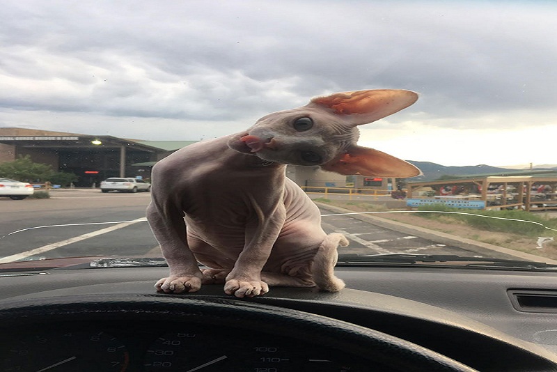 17 Tingkah Sphynx, Kucing Tanpa Bulu Paling Gemesin!