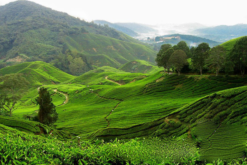 Cameron Highlands, Dataran Tinggi di Malaysia Penghasil Holtikultura Kualitas Wahid