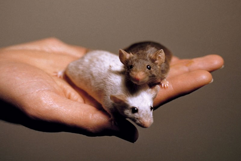 Darah Muda Obati Gagal Jantung