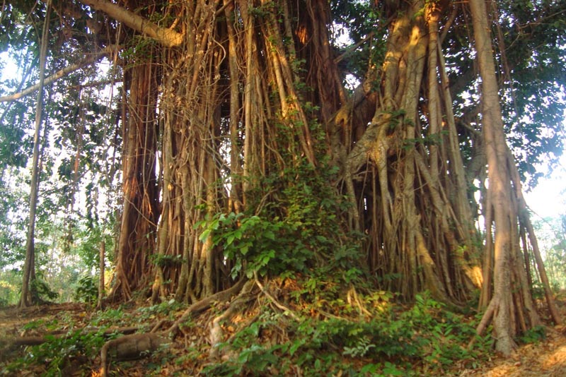 Pesona Pohon Karet Berakar Seribu yang Unik di Desa Plajan Jepara