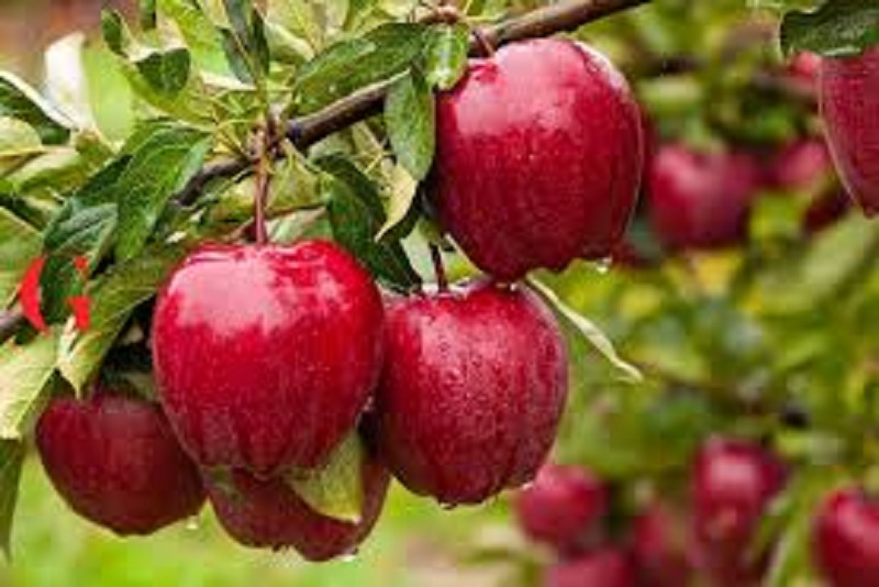 Manfaat Apel untuk Transformasi Kecantikan Alami