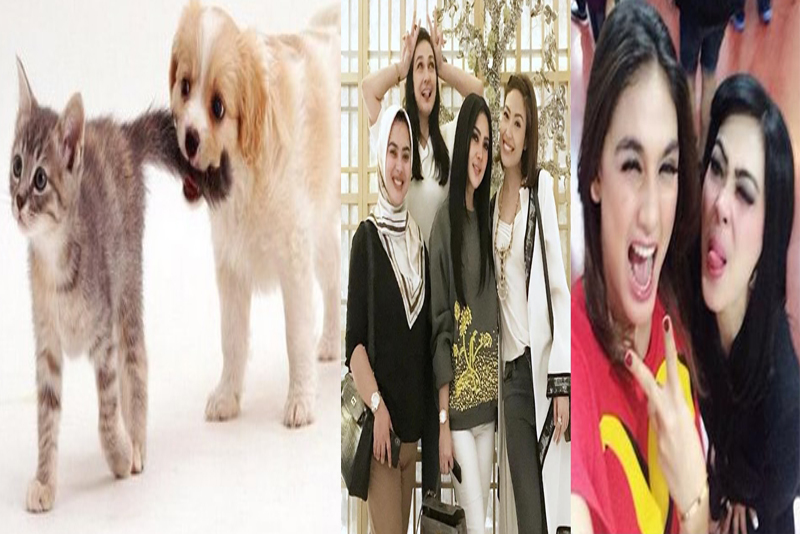 Dulu Sahabat Bagai Kepongpong Sekarang,  Bagai Kucing dan Anjing yang Nggak ada Akurnya