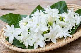 Khasiat Bunga Melati Bagi Kesehatan dan Kecantikan