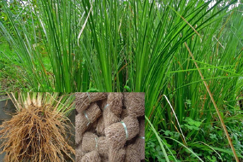 Tanaman Liar Akar Wangi untuk Kesehatan dan Kecantikan