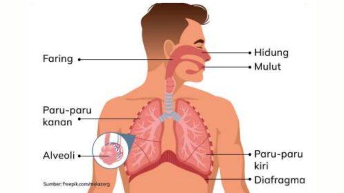 Persiapkan Diri Dengan Tryout Online IPA Organ Tubuh