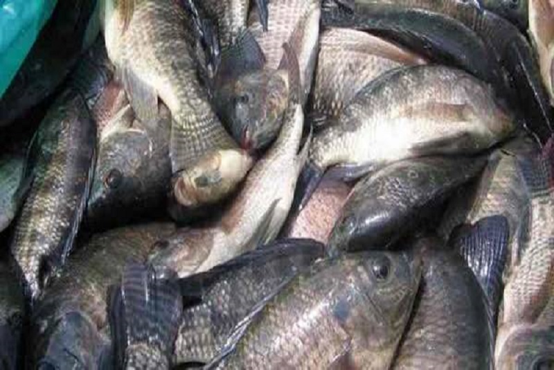 Budidaya Ikan Nila, Peluang Usaha yang Menguntungkan