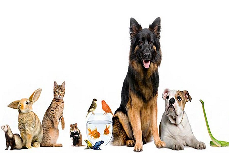 Manfaat Kesehatan Merawat Hewan di Rumah