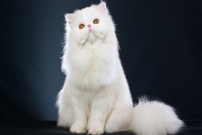 Jenis Kucing Persia Populer di Indonesia Beserta Karakteristiknya