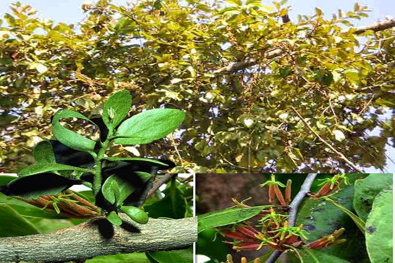 Daun Benalu untuk Kesehatan, Kecantikan Serta Efek Sampingnya