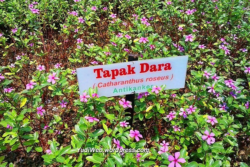 Daun Tapak Dara dan Penyakit Gondong